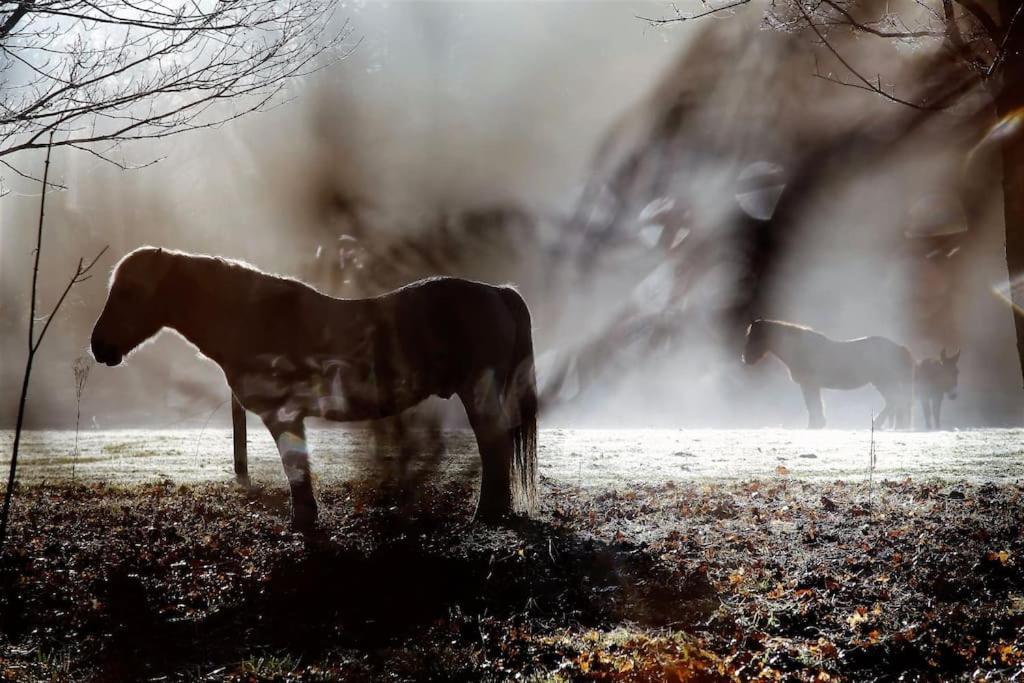 Relax With Art And Nature Mellionnec Buitenkant foto